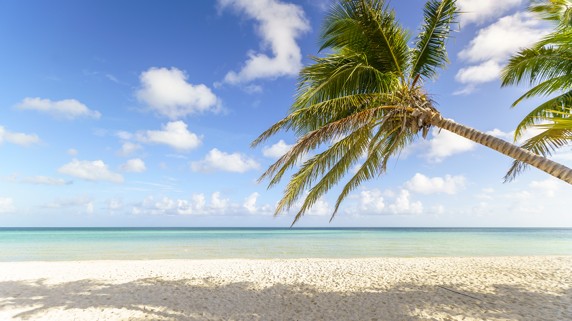 a palm tree on a beach