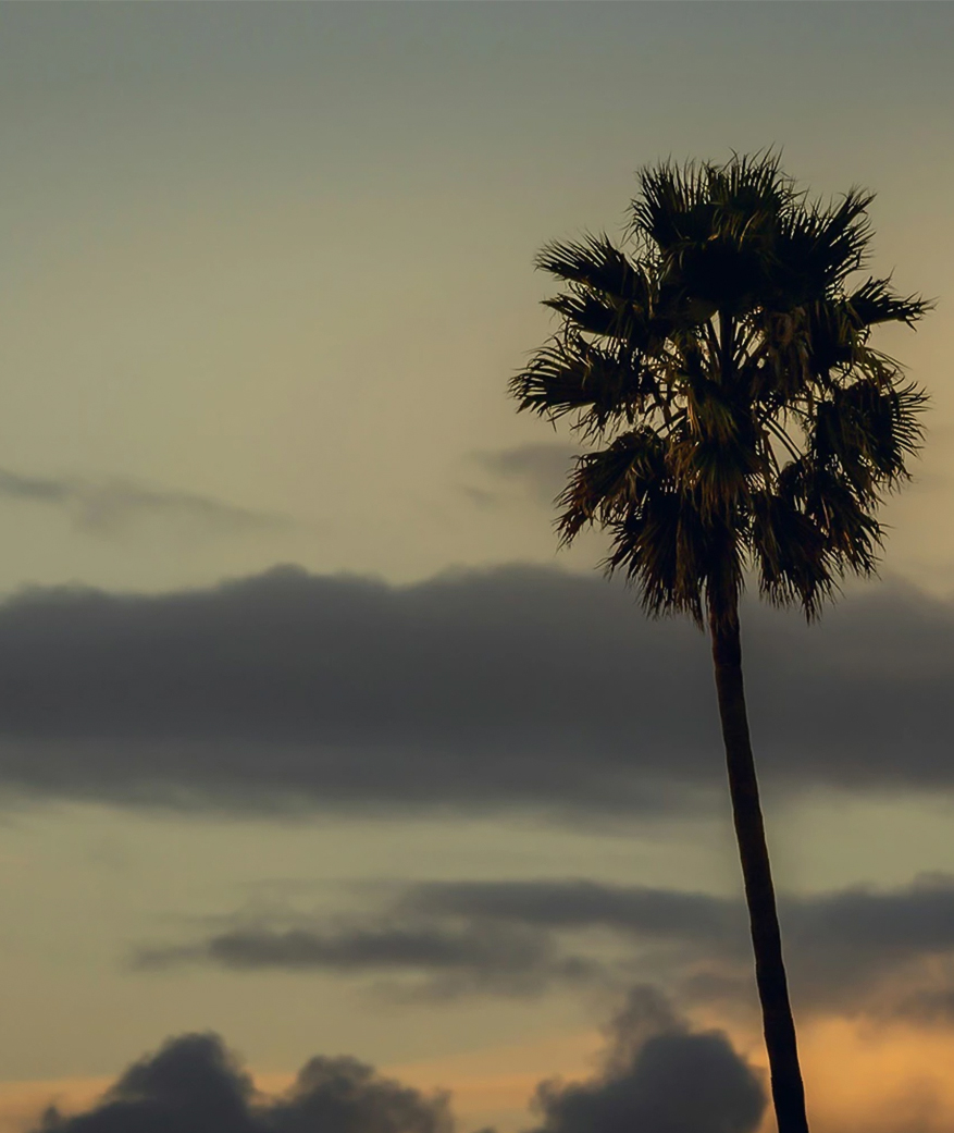 a palm tree in the sunset