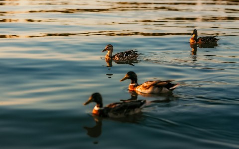 a group of ducks swimming in water