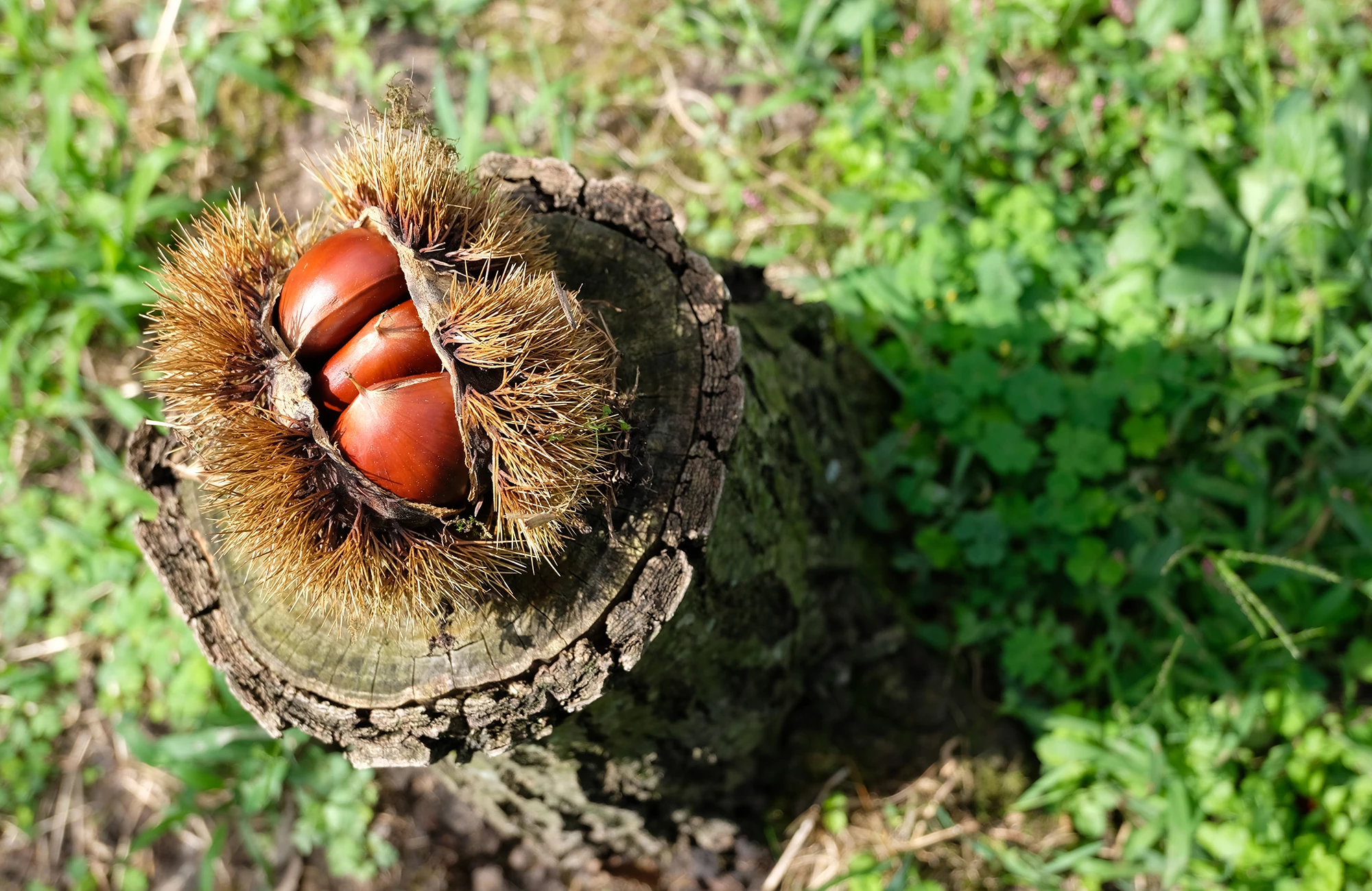 a close up of a nut