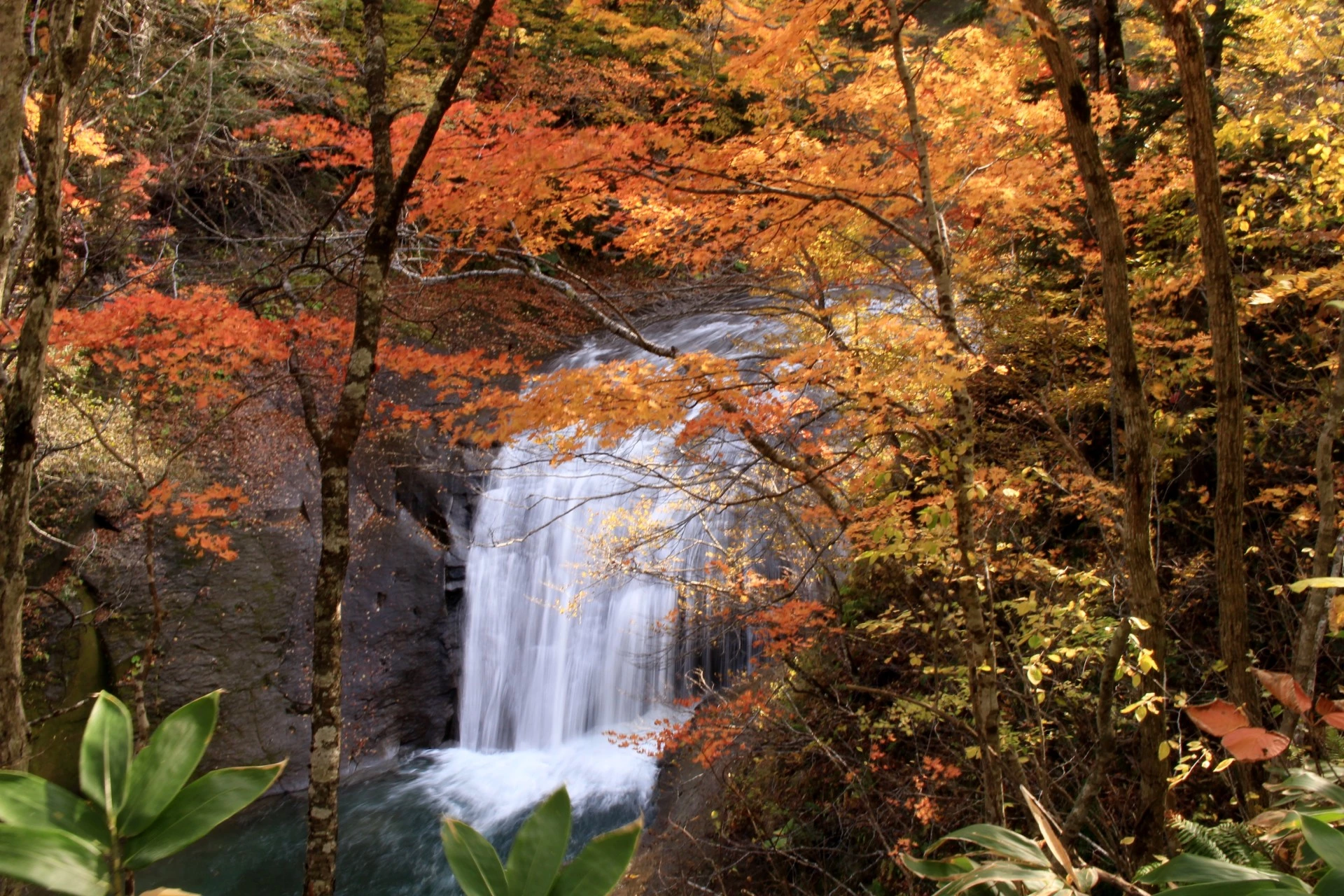 a waterfall surrounded by trees