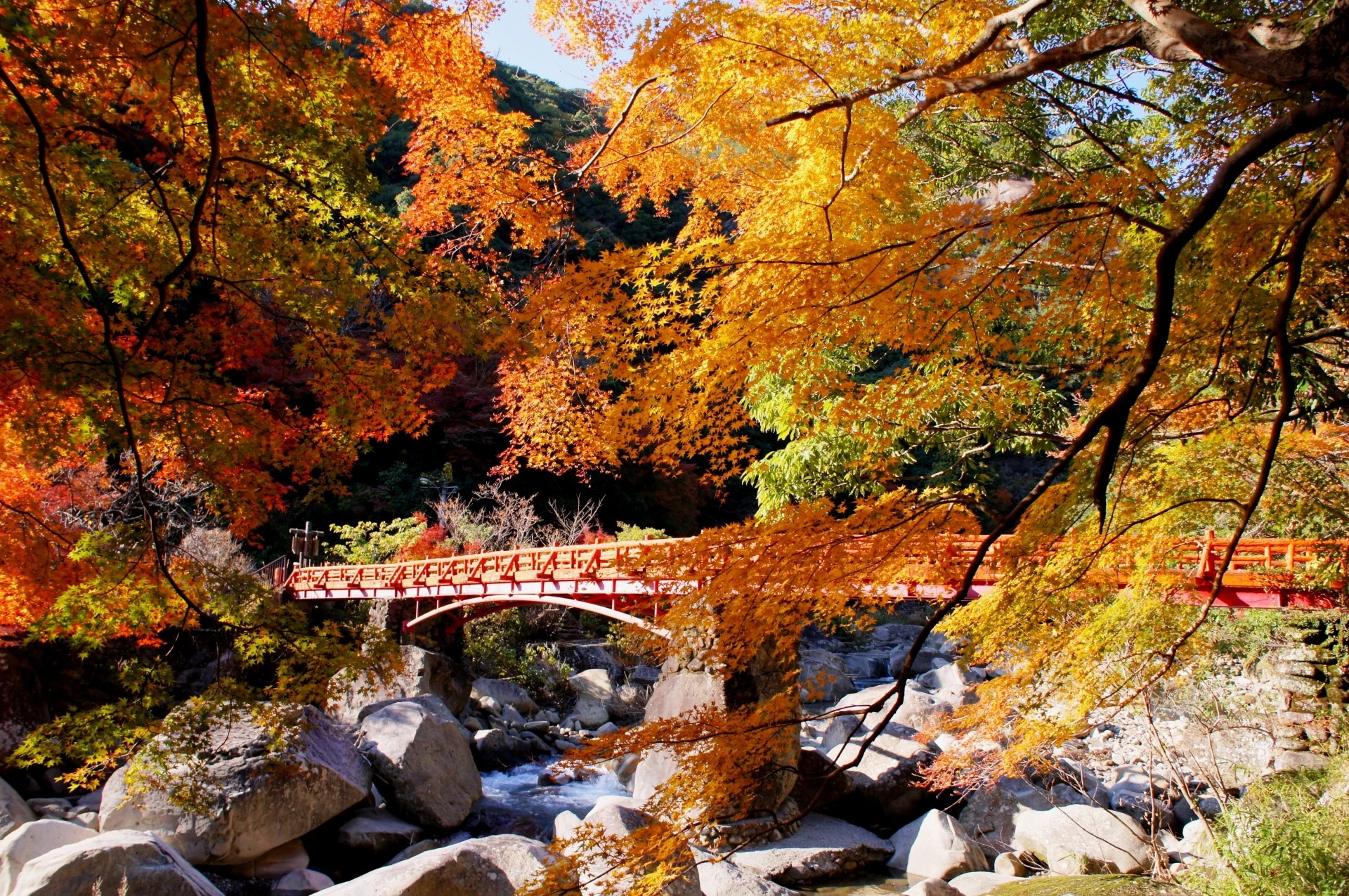 a bridge over a river with colorful trees