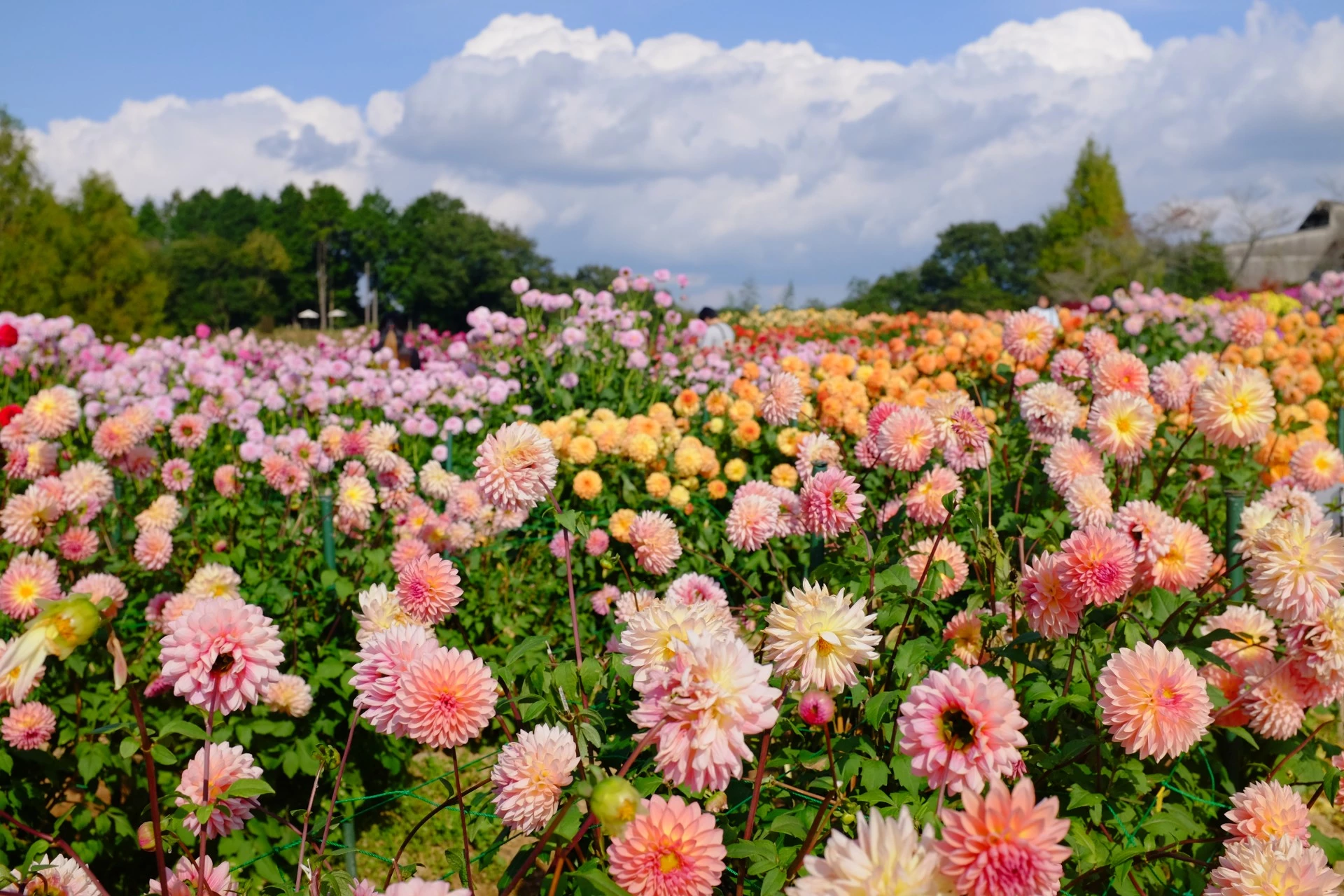 a field of flowers with people walking in the background