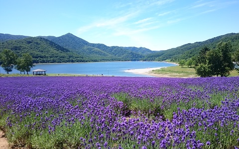 a field of purple flowers by a lake