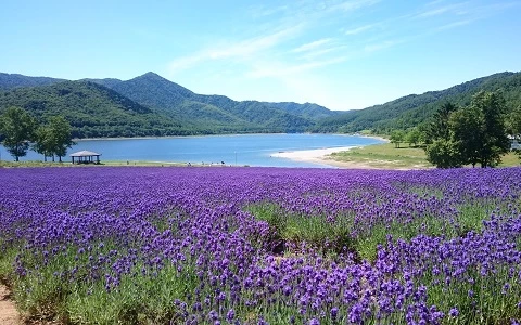 a field of purple flowers by a lake
