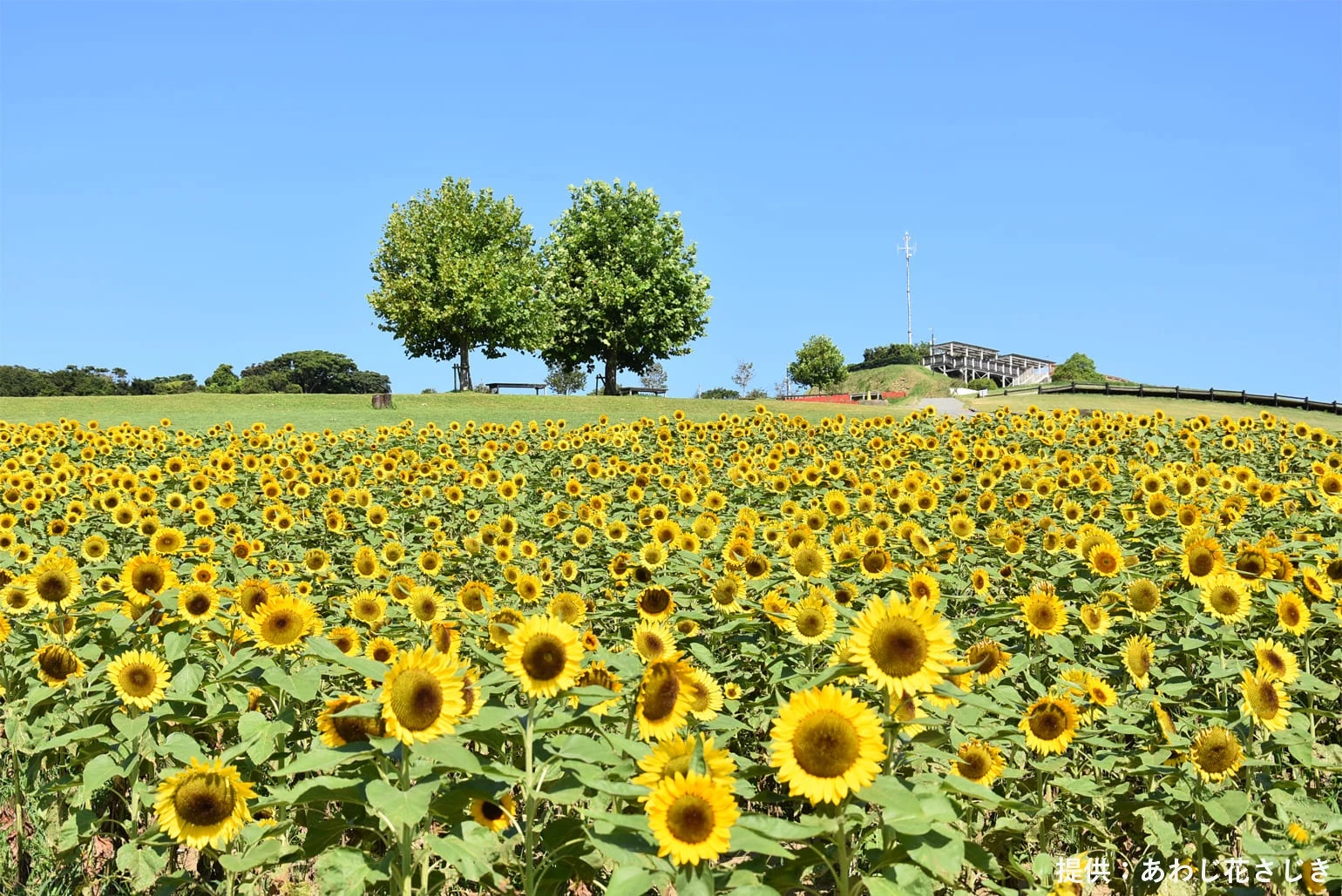 a field of sunflowers with trees and a building in the background