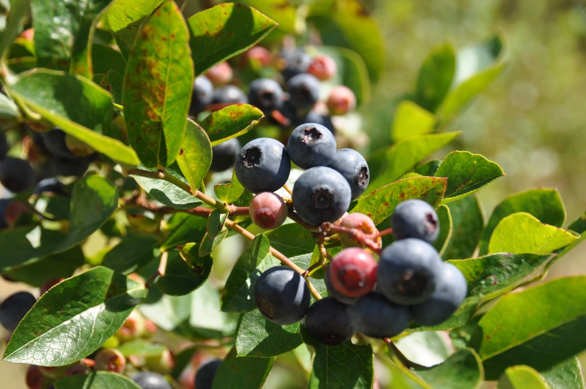 a close up of berries on a plant