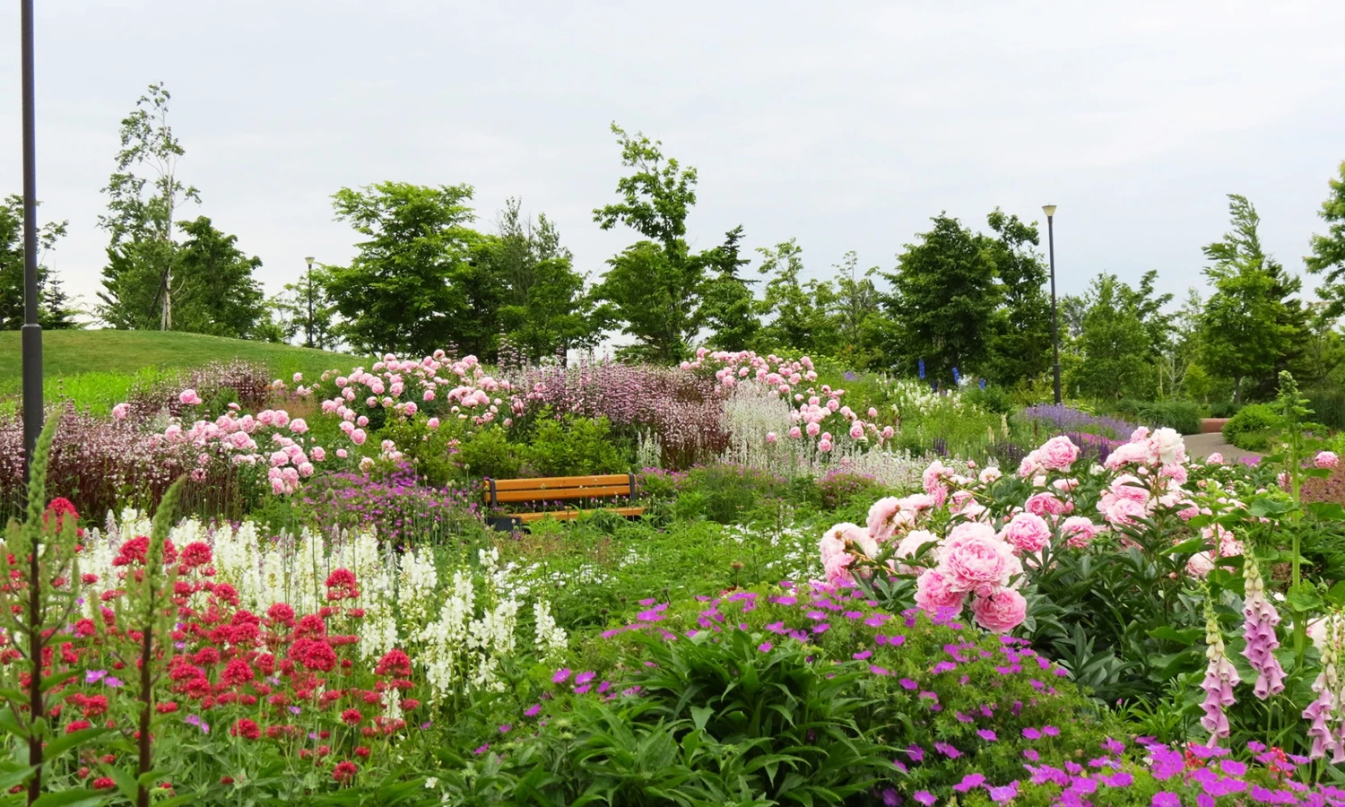 a garden with many flowers