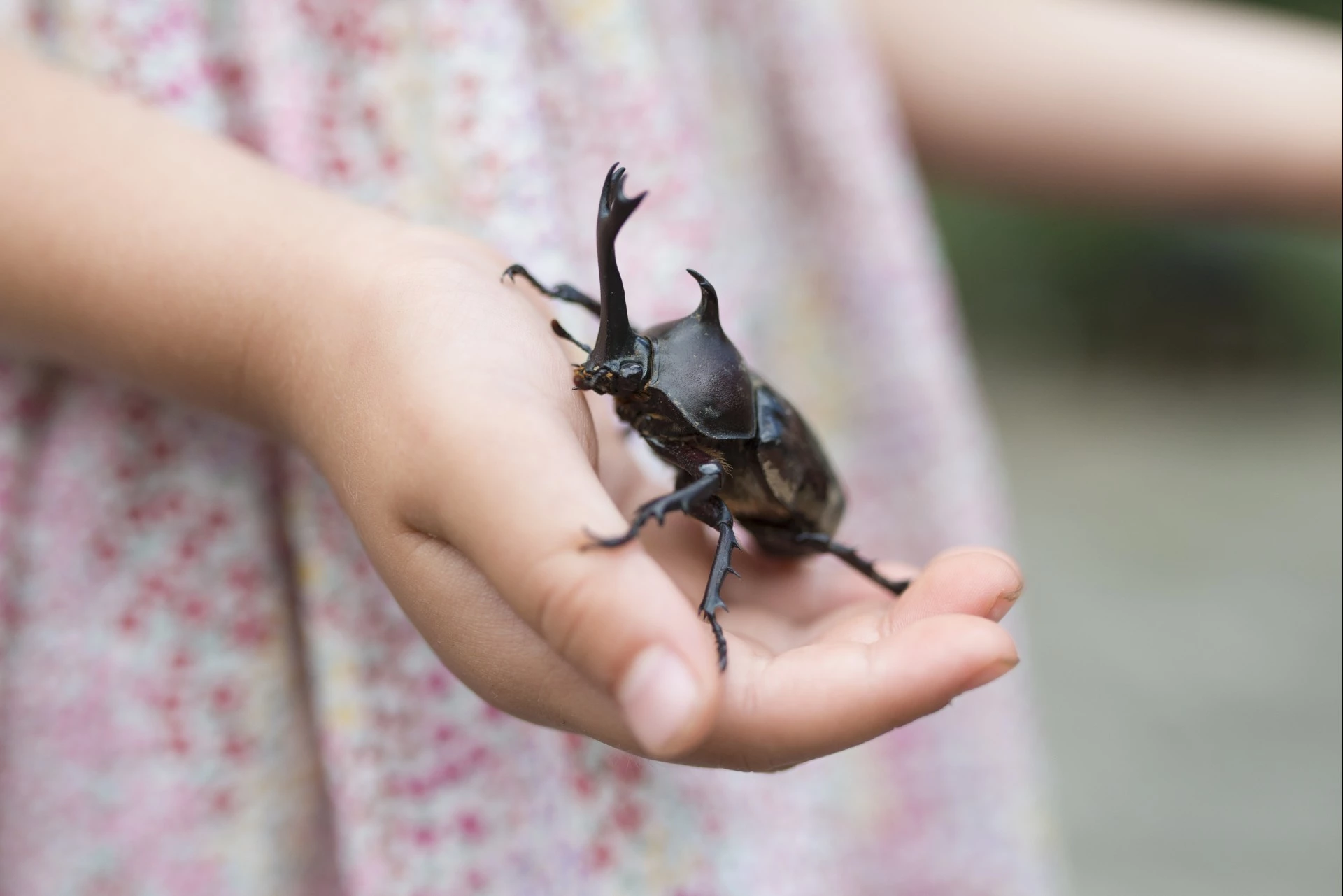 a hand holding a beetle