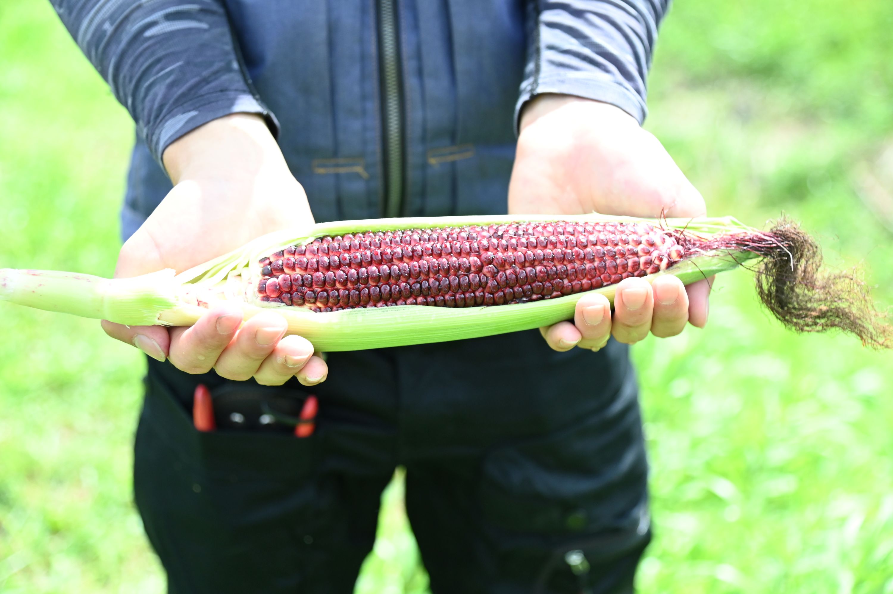 a person holding a cob of corn
