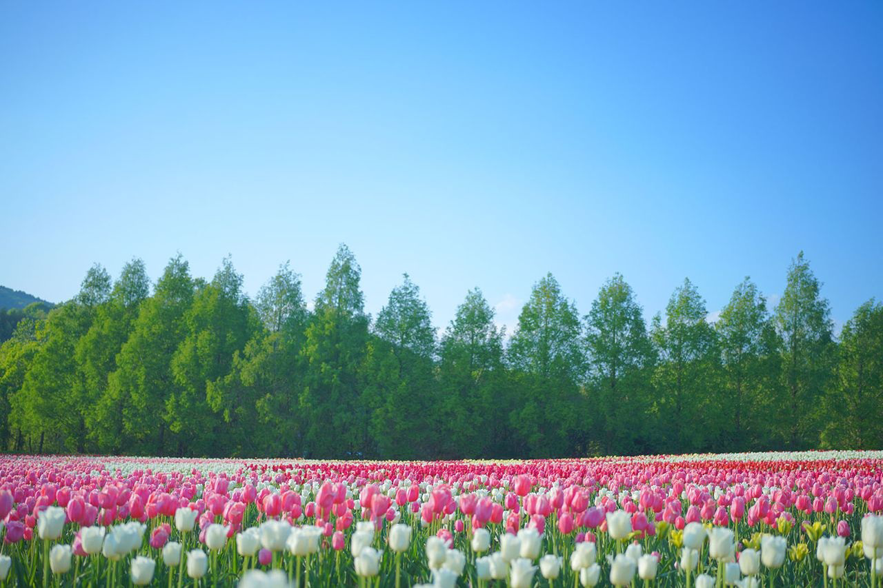 a field of tulips and trees