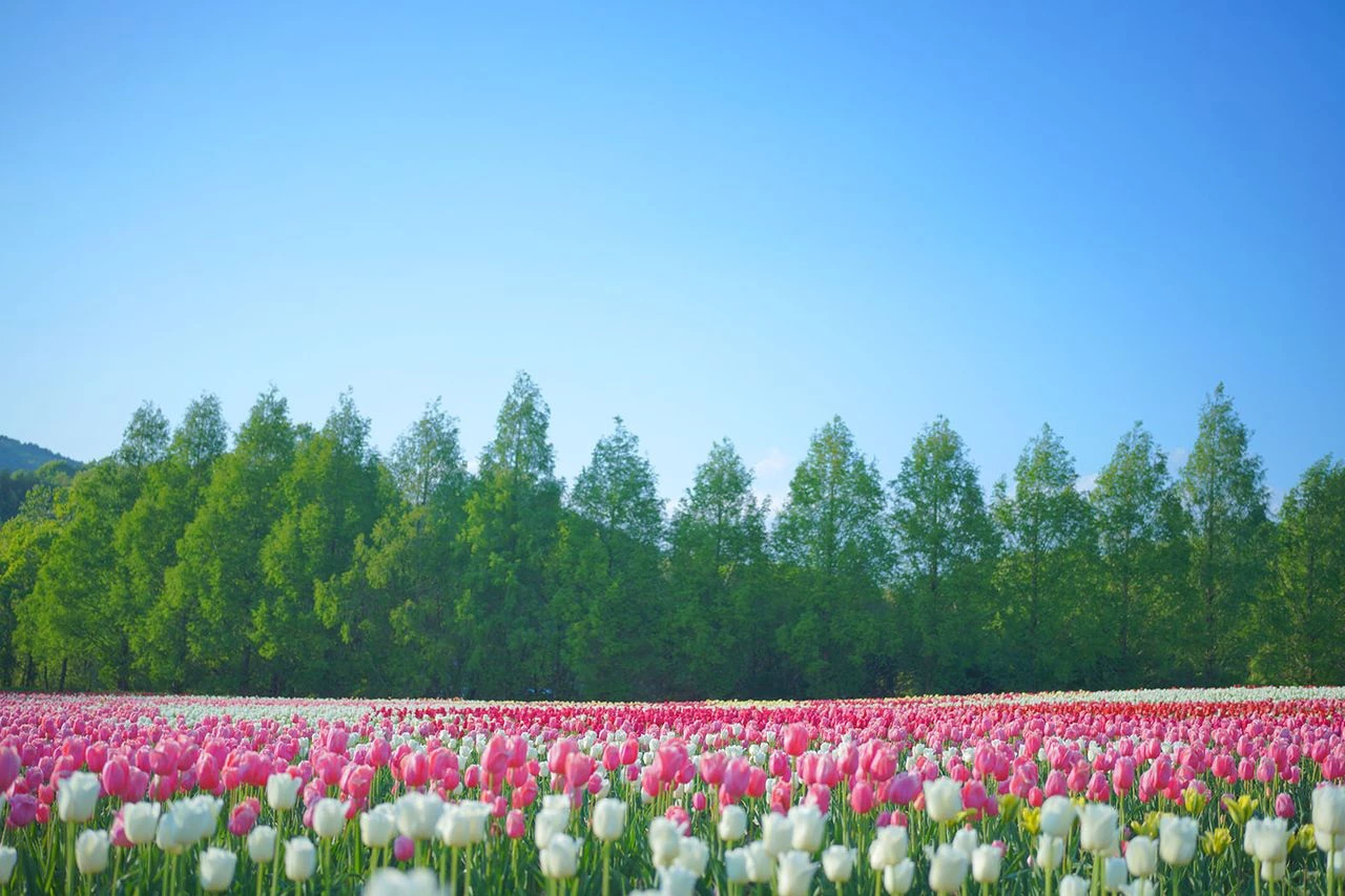 a field of tulips and trees