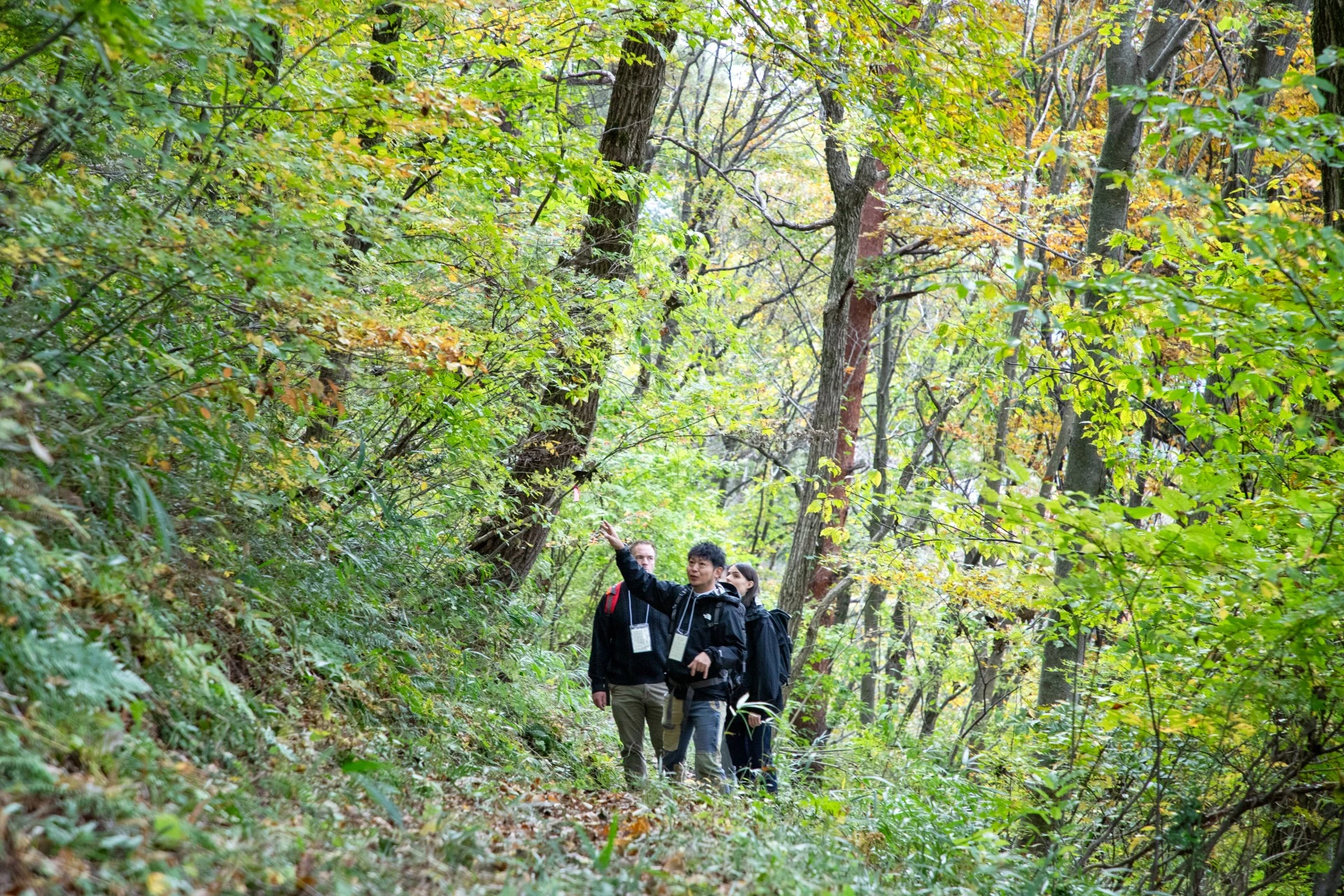 a group of people walking in a forest