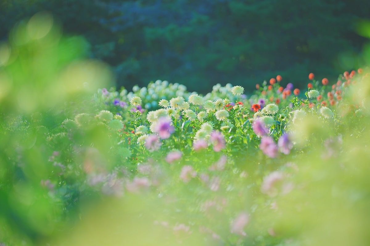 a field of flowers with blurry trees in the background