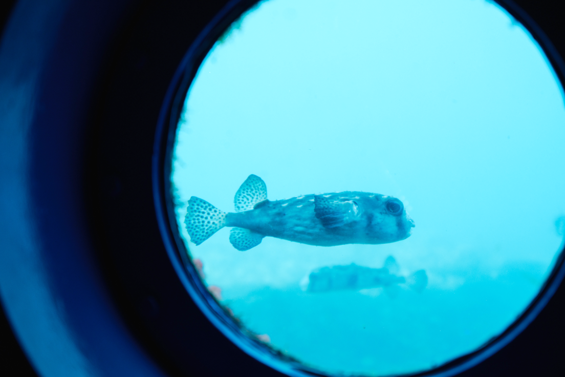 a fish in the water
