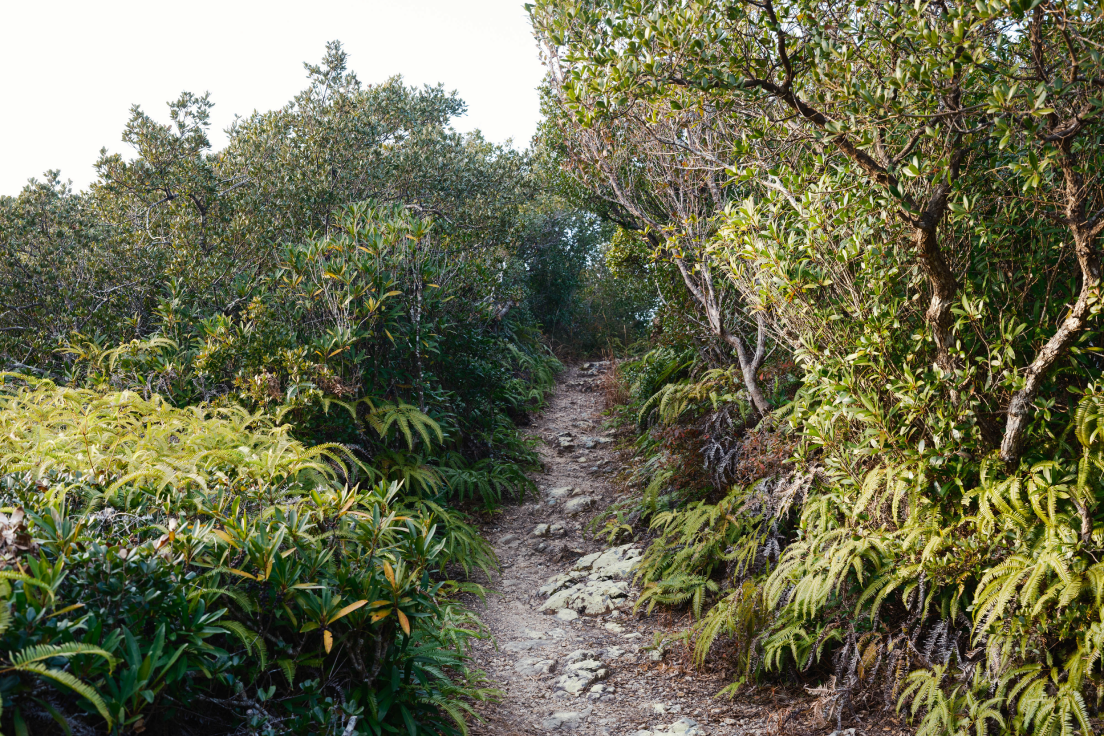 a dirt path through a forest