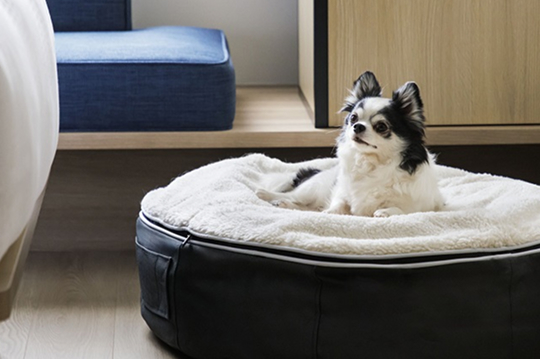 a dog lying on a bed