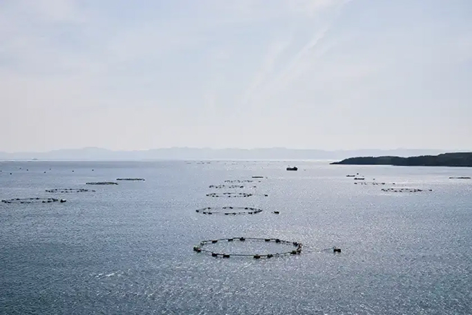 a group of fish traps in the water