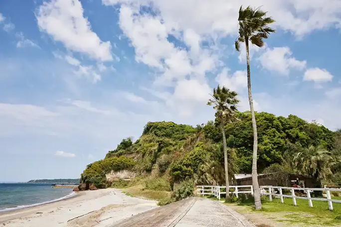 a road with palm trees and a white fence on a beach