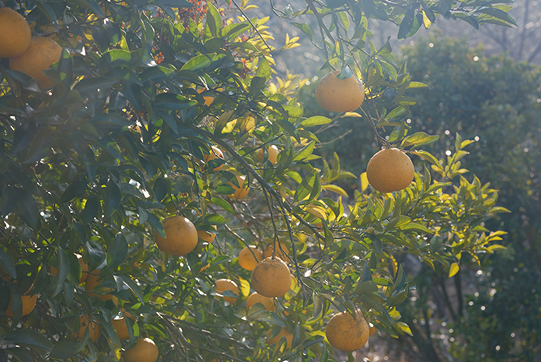 oranges from a tree