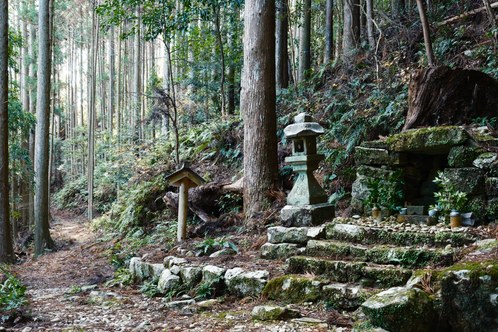 a stone steps in a forest
