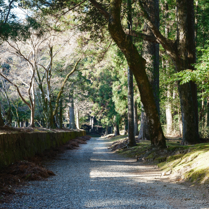 a gravel path with trees on the side