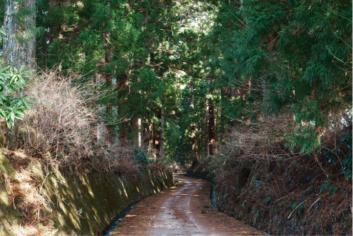 a dirt road through a forest