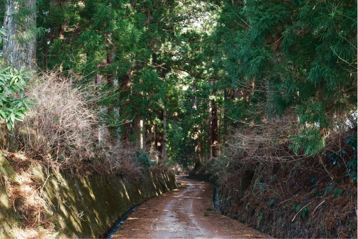 a dirt road through a forest