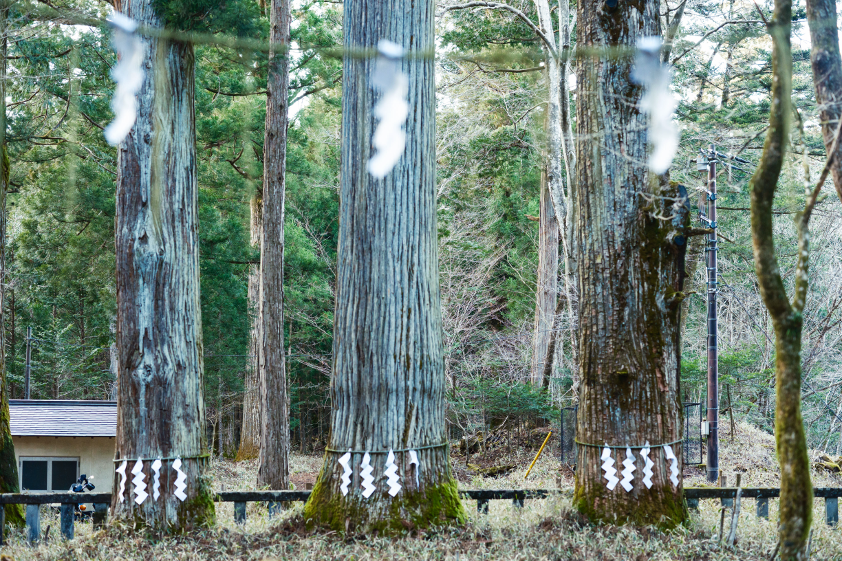 a group of trees with white ribbons on them
