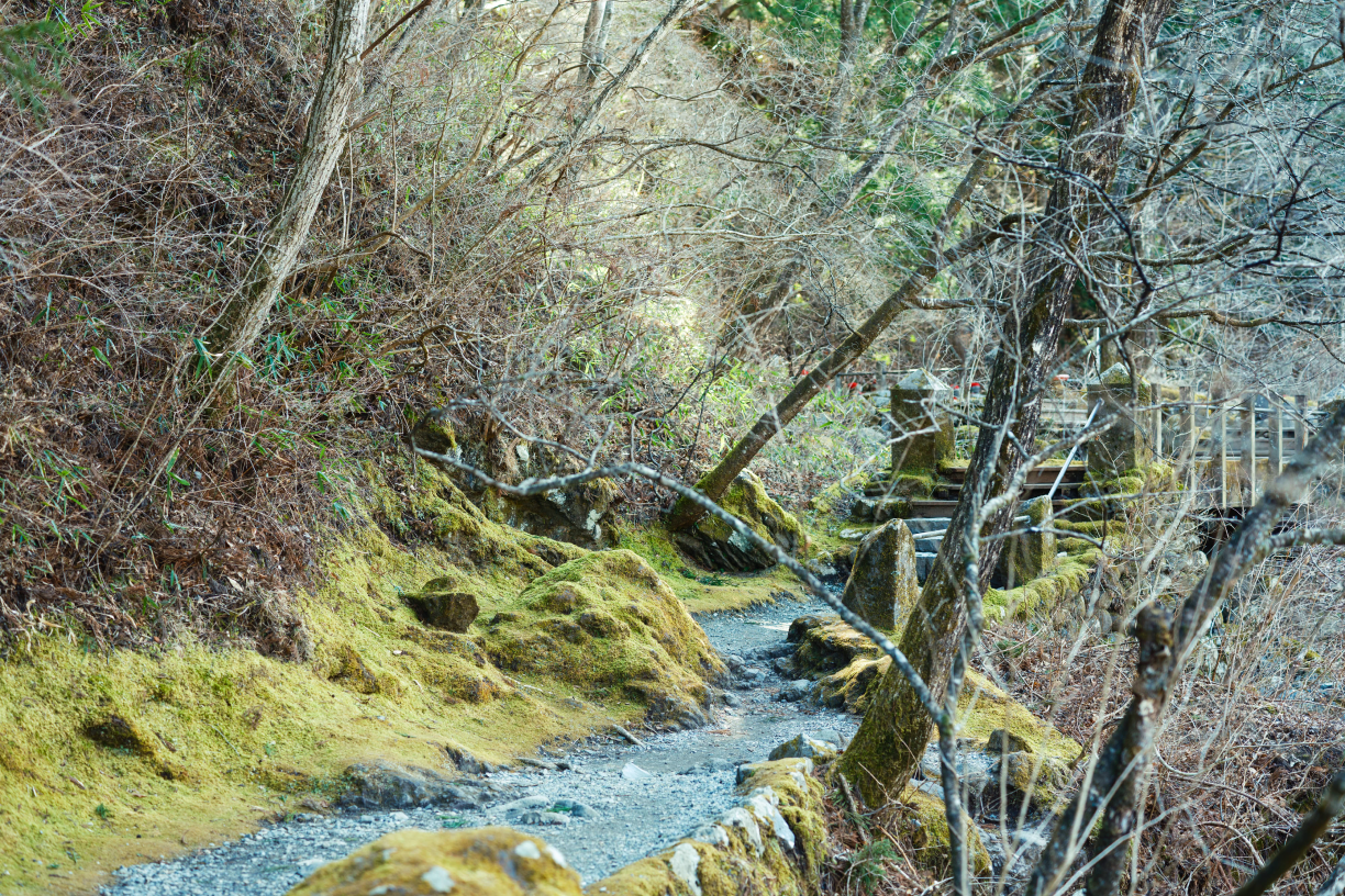 a stream running through a forest
