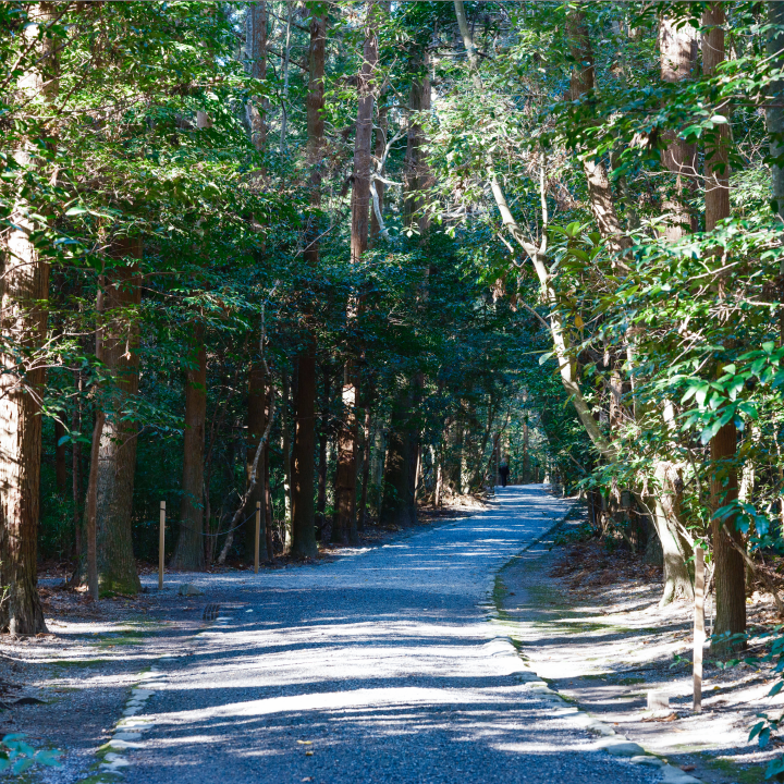 a path through a forest