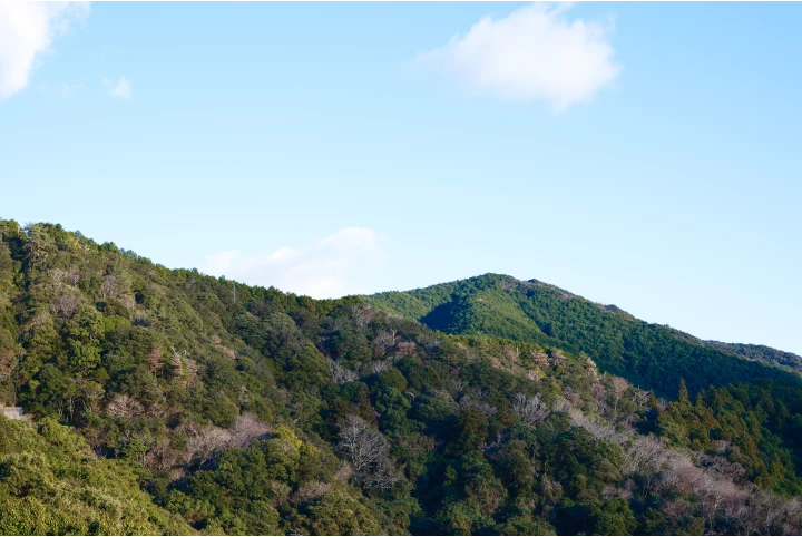 a green hills with trees