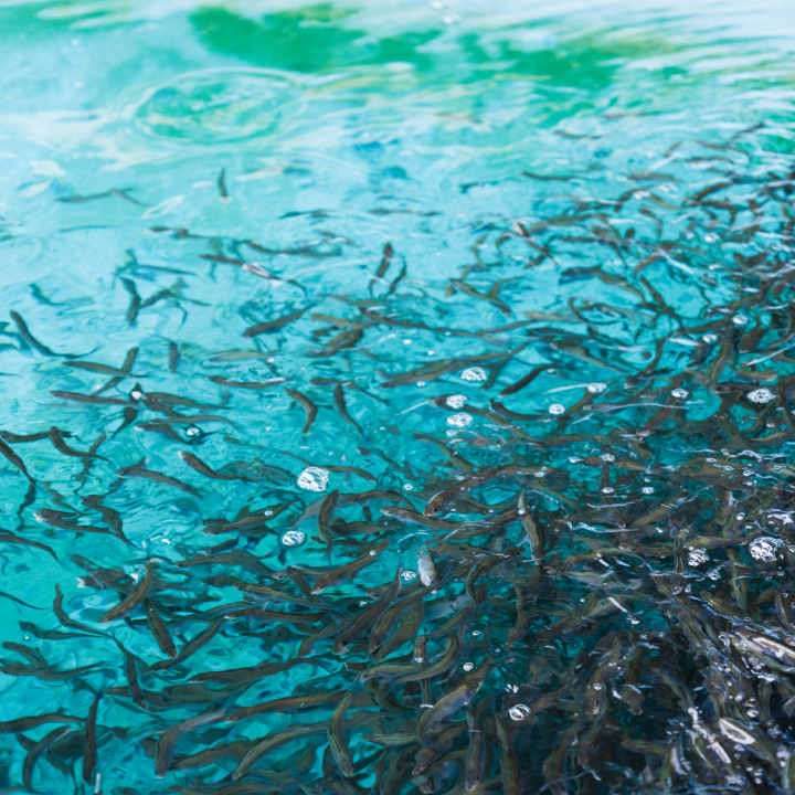 a group of fish in water