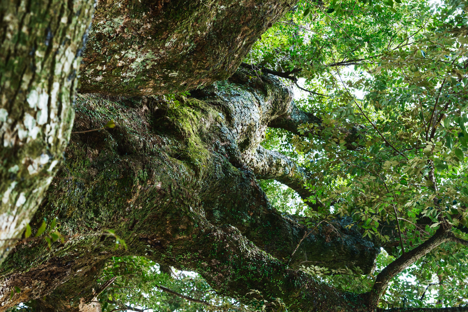 a tree with moss on it