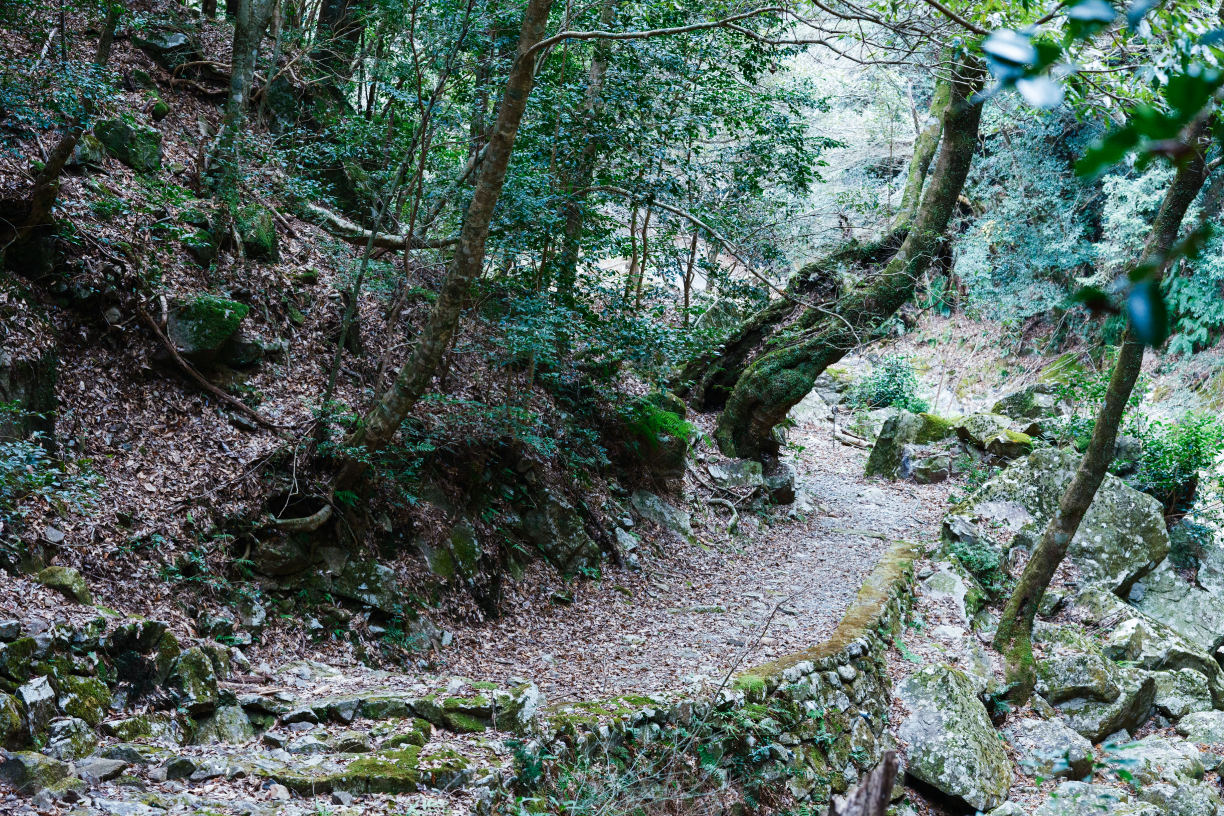 a path in a forest
