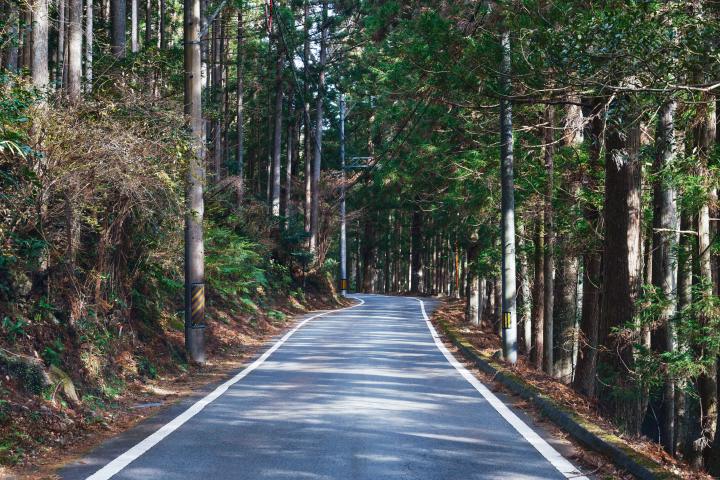 a road with trees on the side