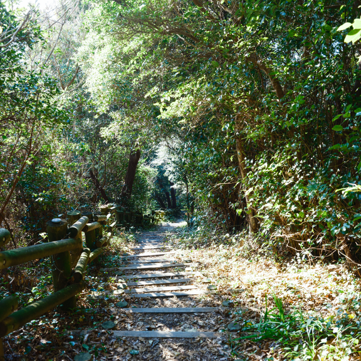 a path through a forest