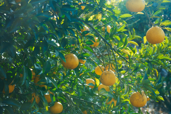 oranges on a tree