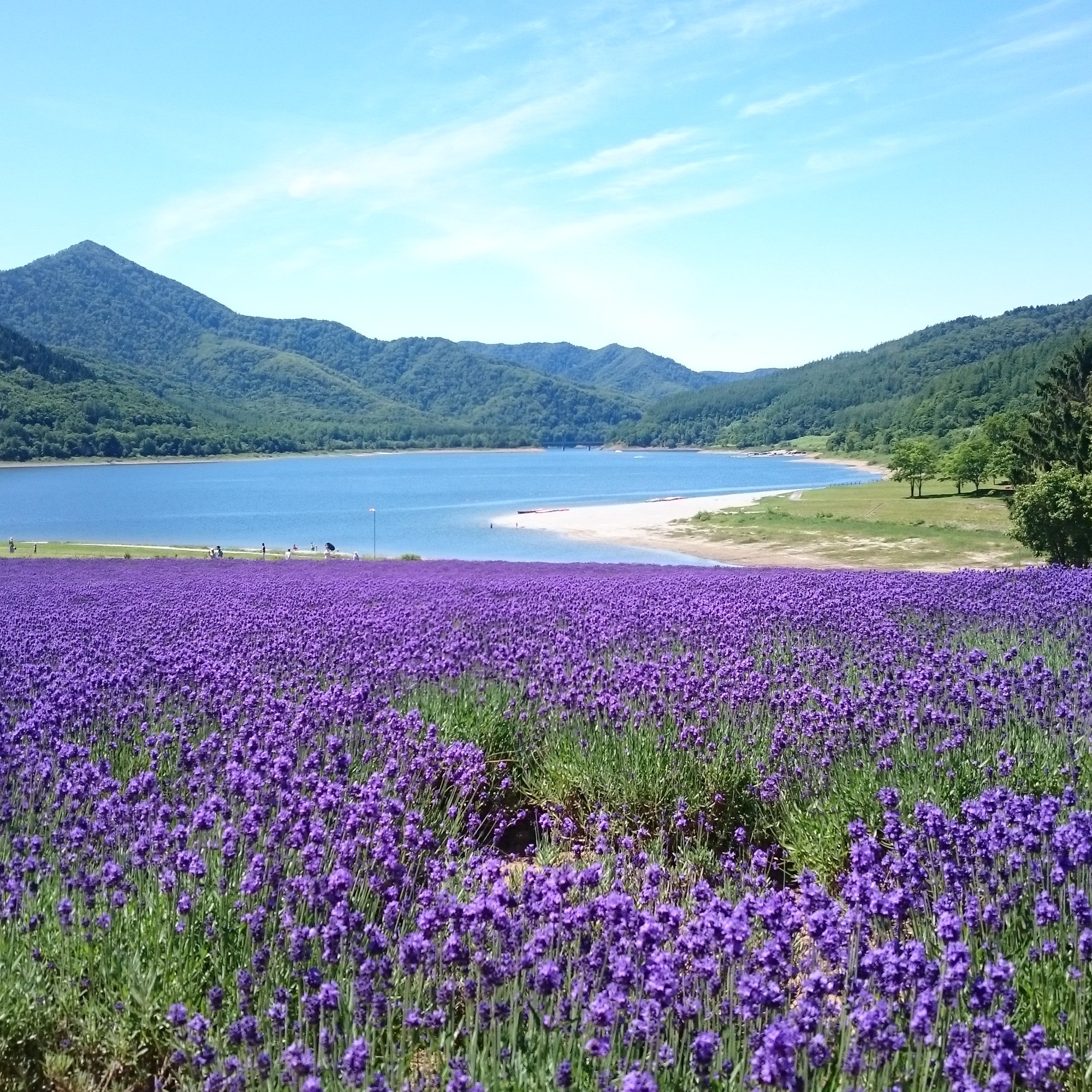 a field of purple flowers by a lake