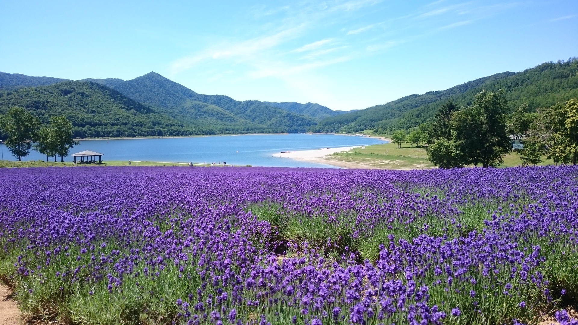 a field of purple flowers by a lake