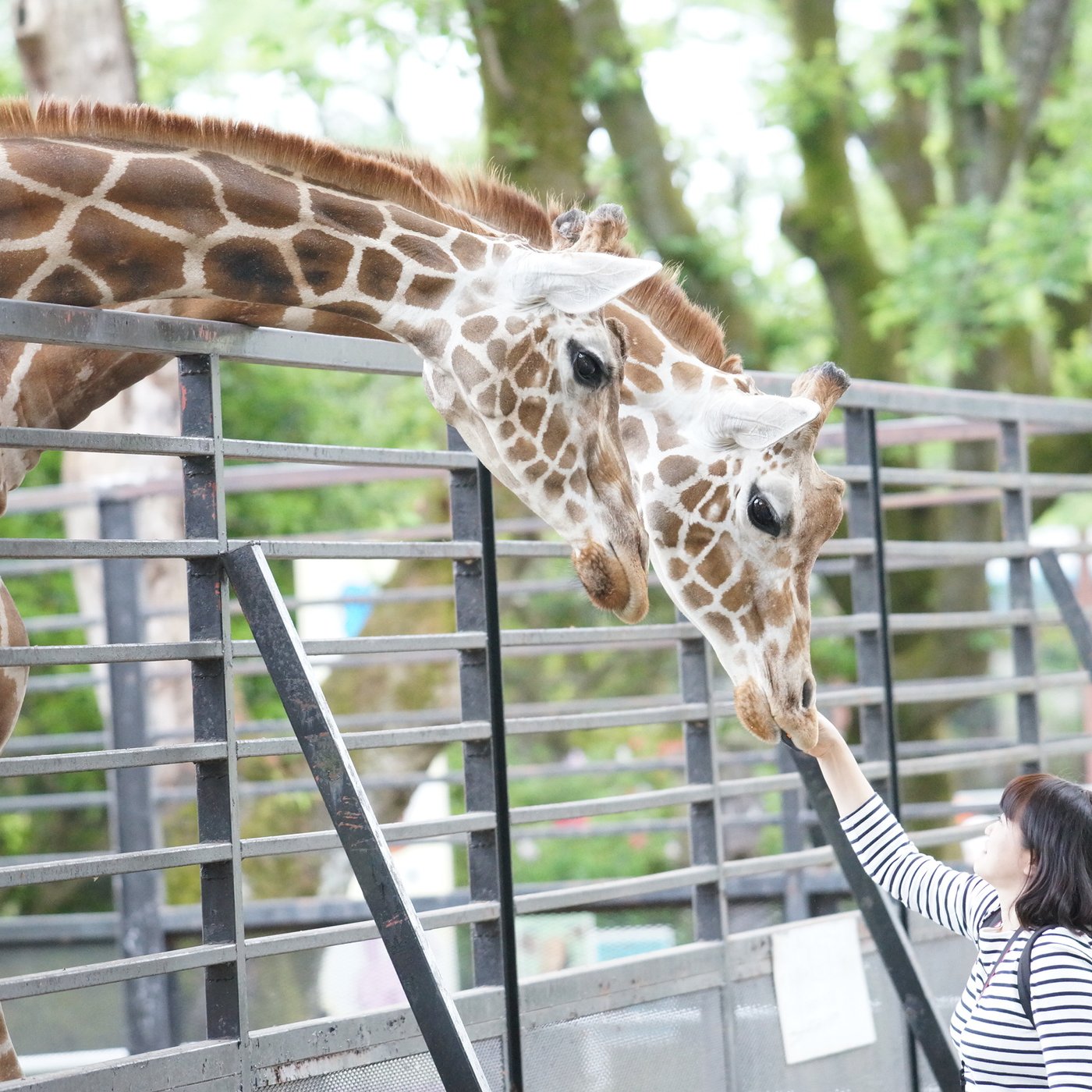 a woman touching a giraffe's head