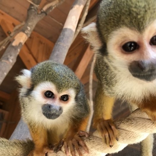 two monkeys on a rope