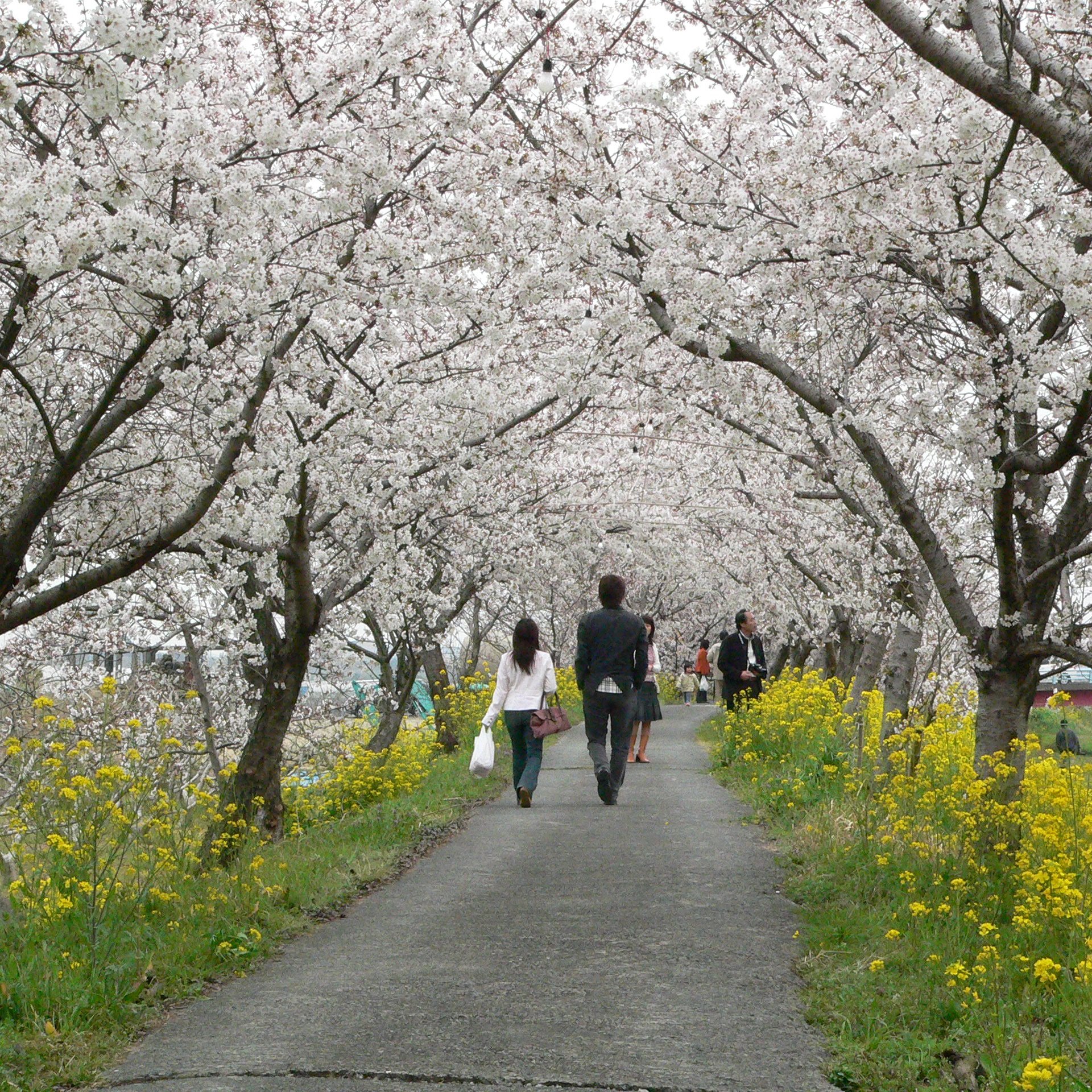 people walking on a path under flowering trees