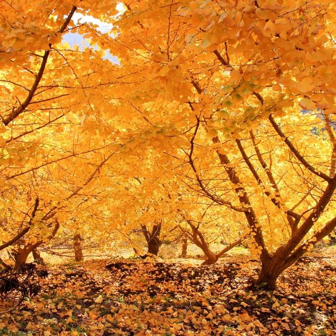 a group of trees with yellow leaves