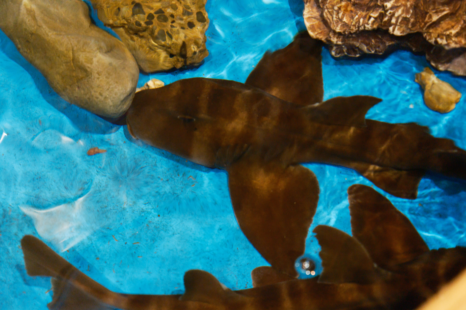 a shark swimming in a tank