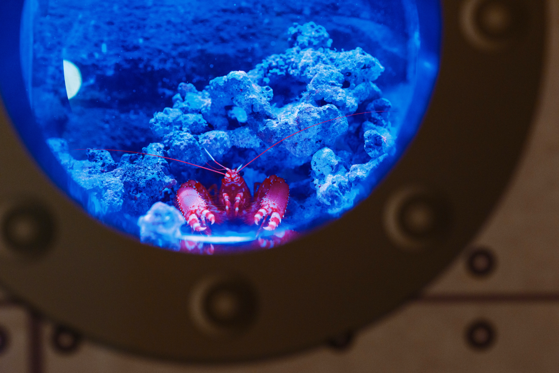 a crab in a tank