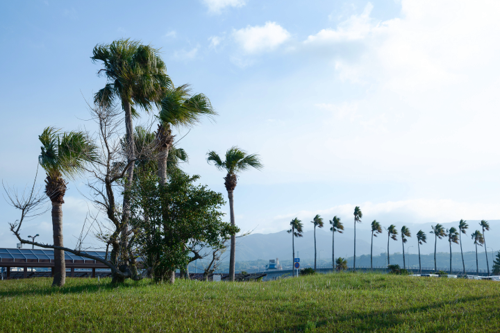 a row of palm trees in a grassy area