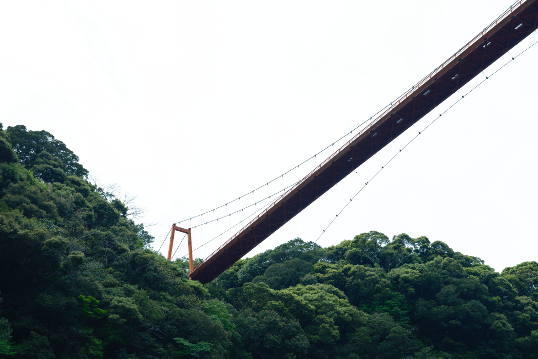 a bridge over a forest