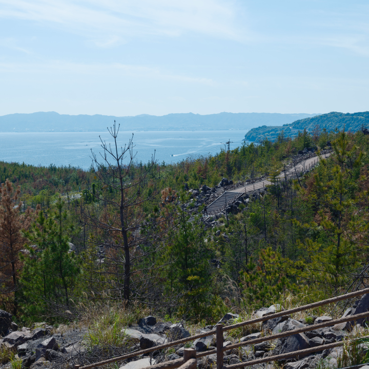 a trail on a hill with trees and rocks