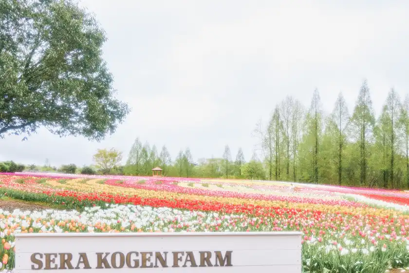a field of flowers with trees and a sign